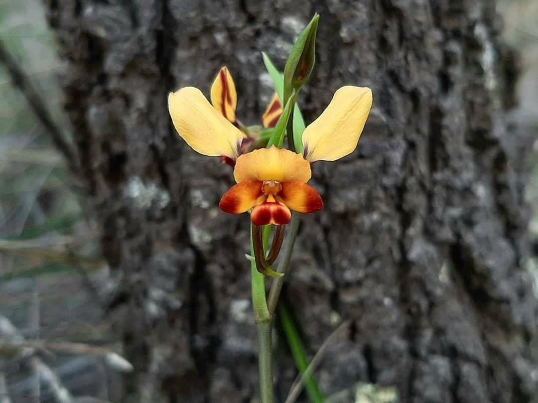 Holiday Activity Program - Spring Flower Walk