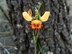 Holiday Activity Program - Spring Flower Walk