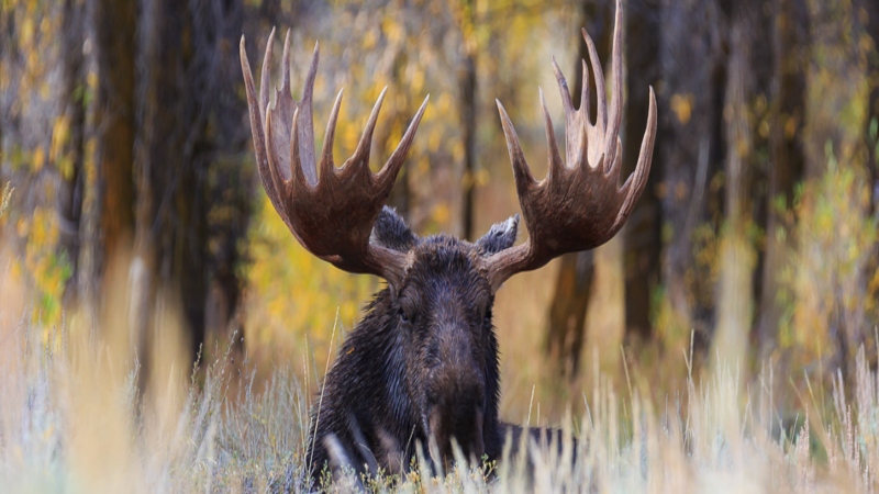 JHWS - Summer - Grand Teton Wildlife Safari Tour
