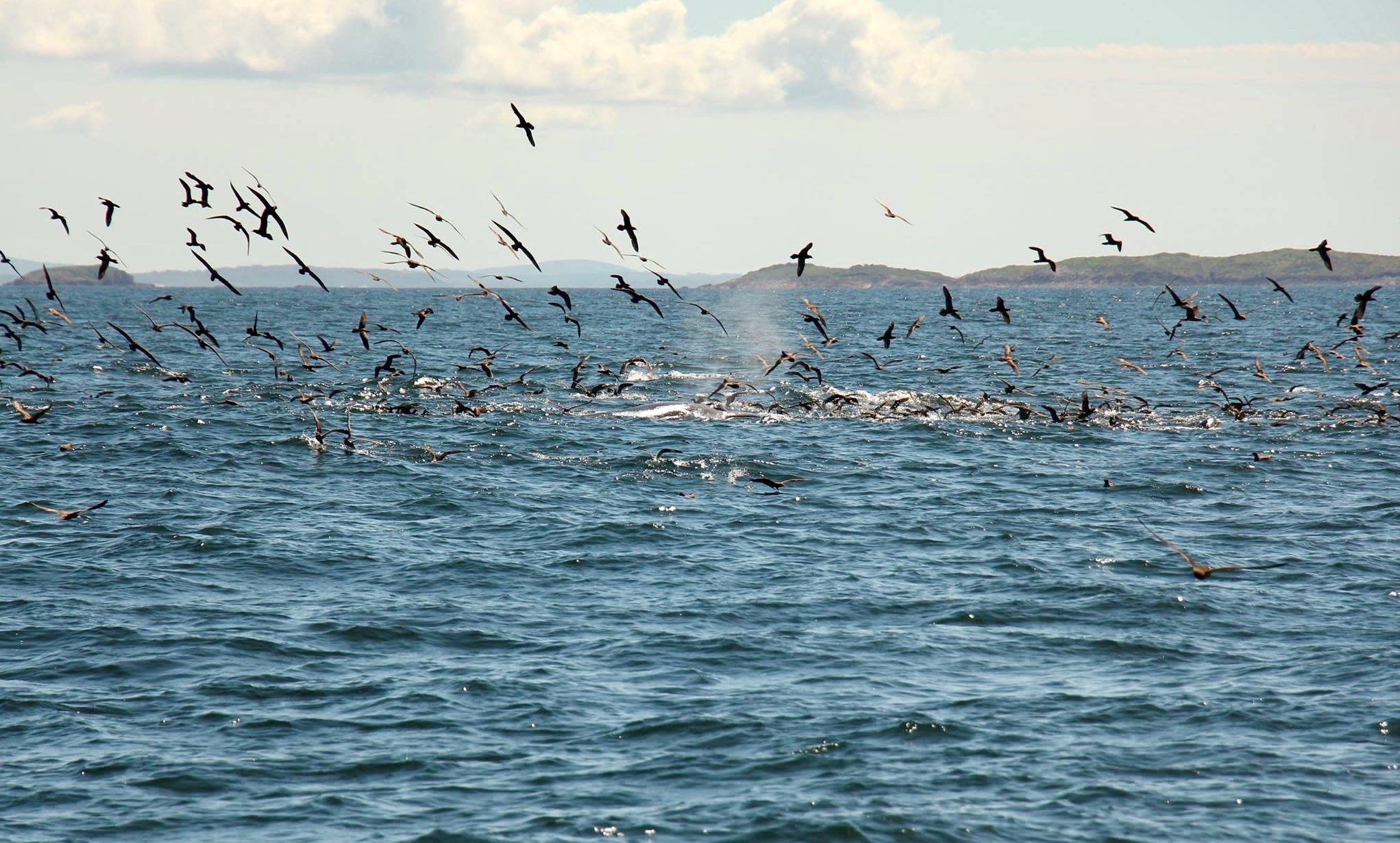 90 minute Whale Watch Express