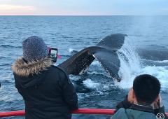90 minute Whale Watch Express