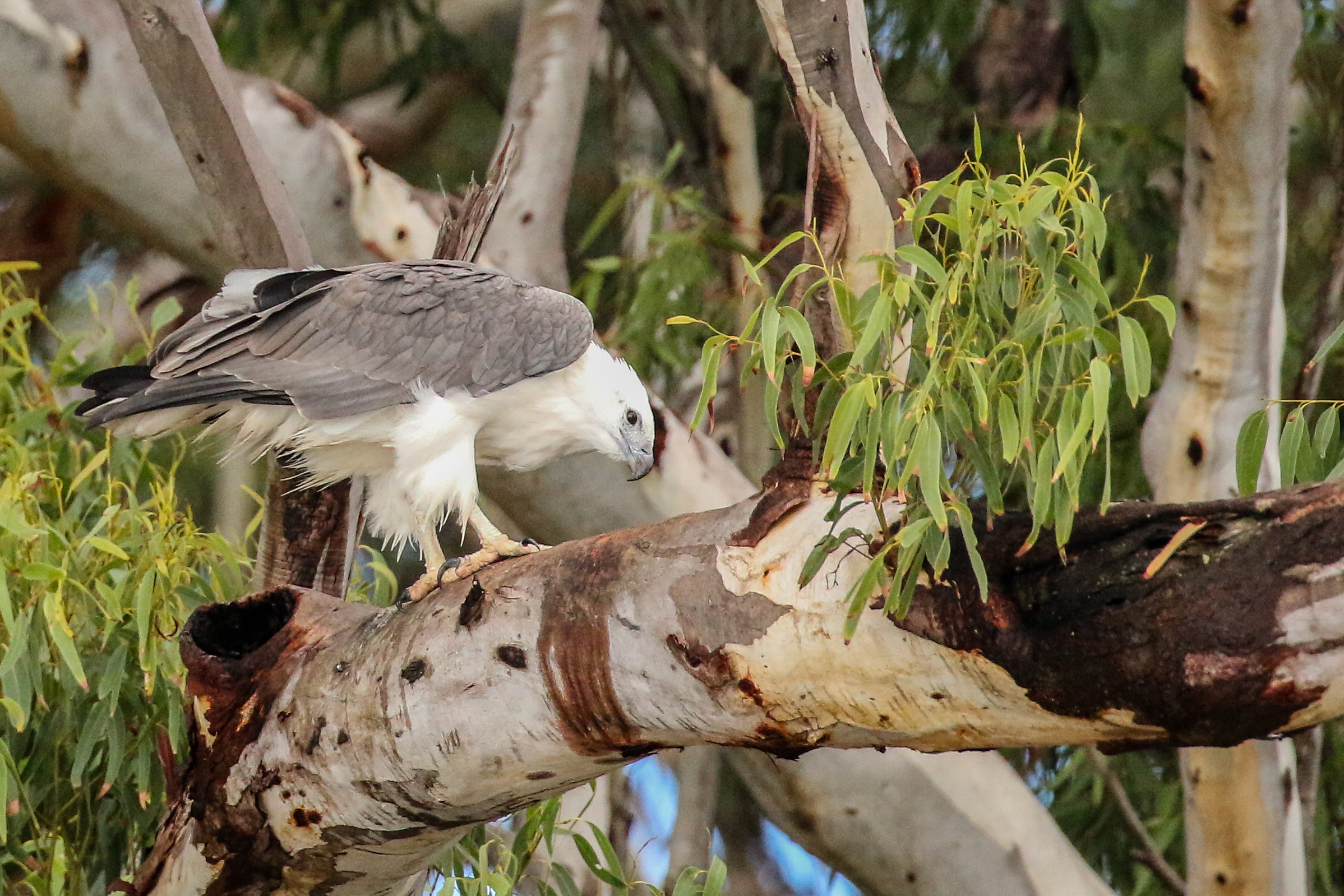 60 Minute Dolphin Watch Express