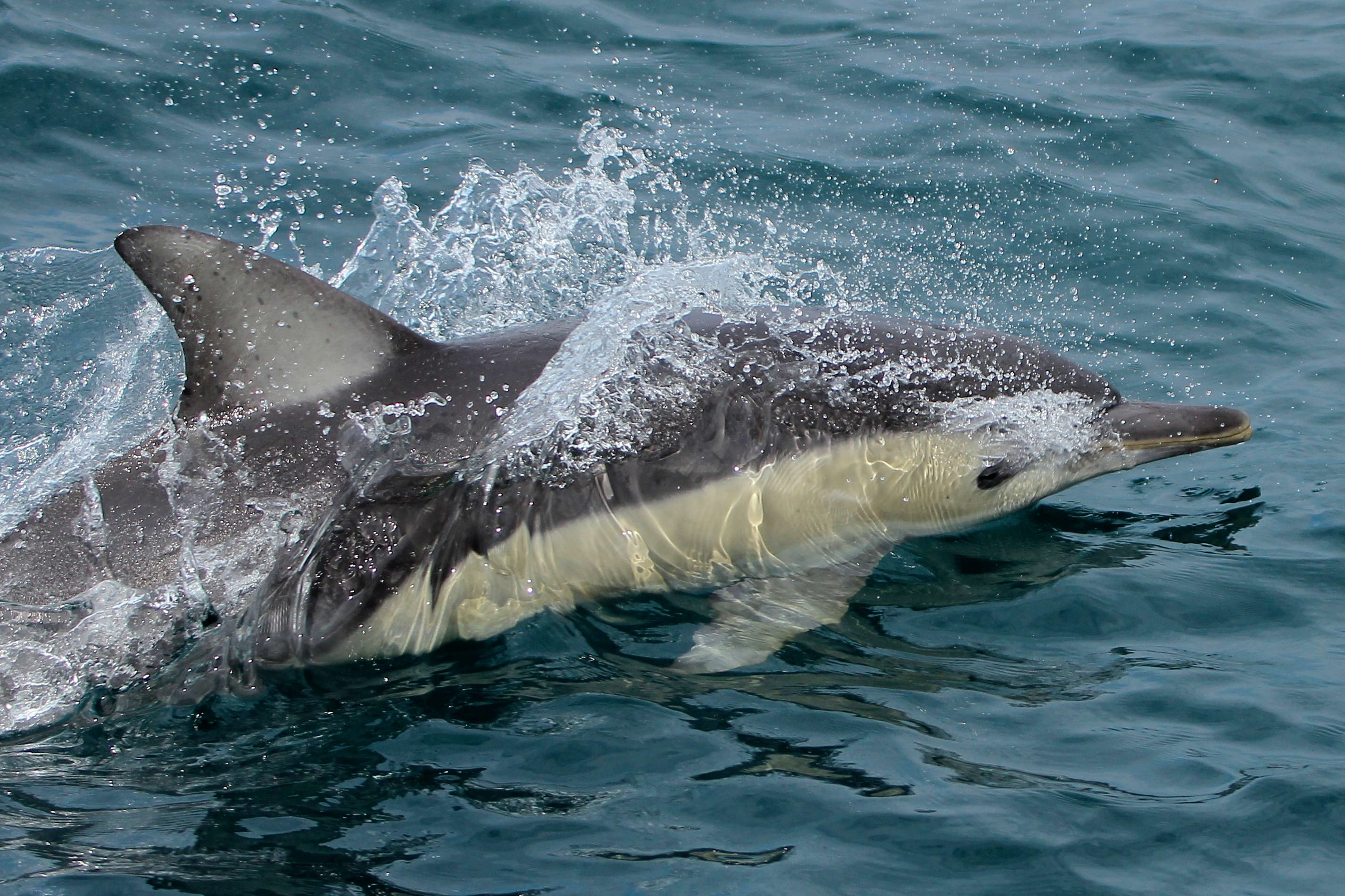 90 minute Whale Watch Express