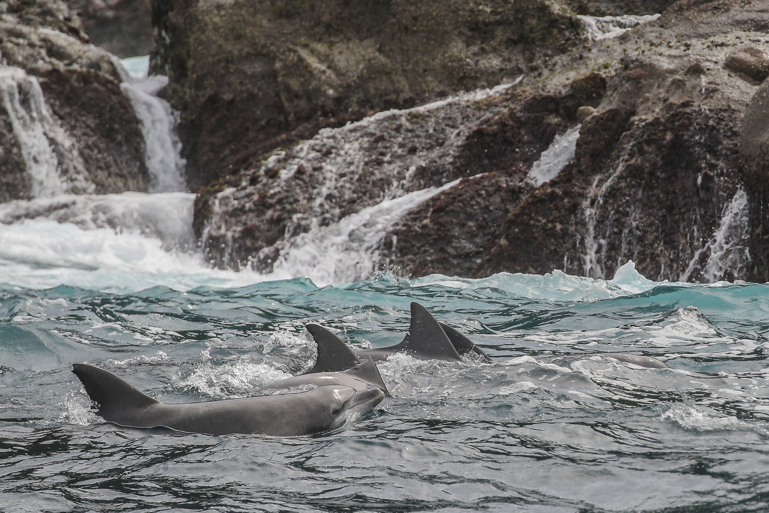 60 Minute Dolphin Watch Express