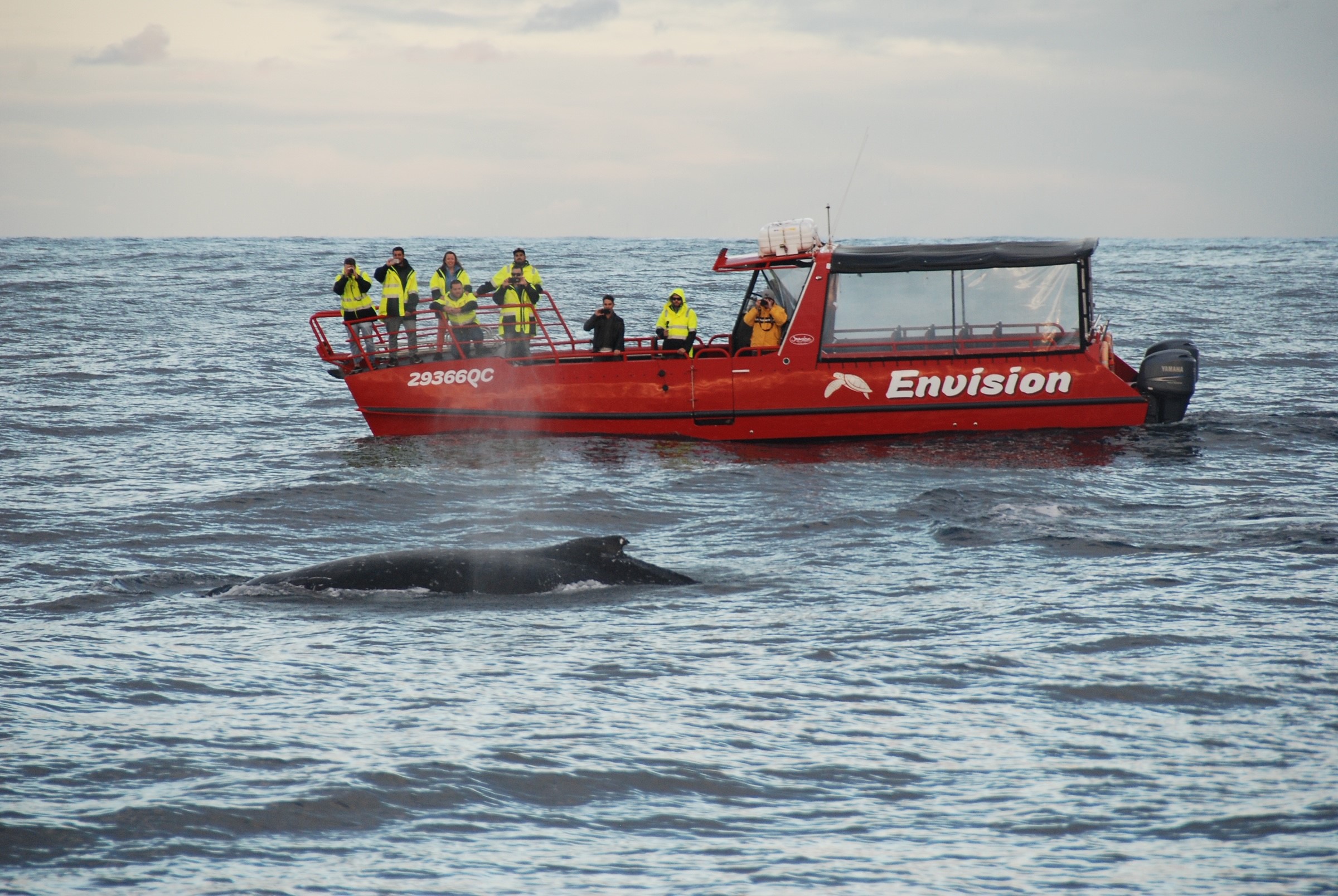 90 minute Whale Watch Express