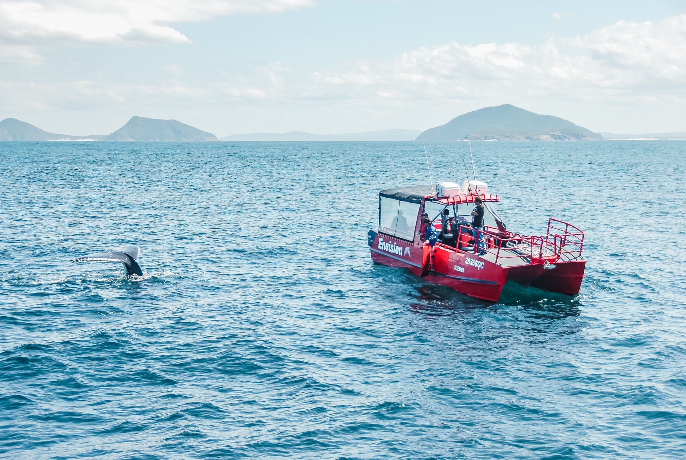 90 minute Whale Watch Express