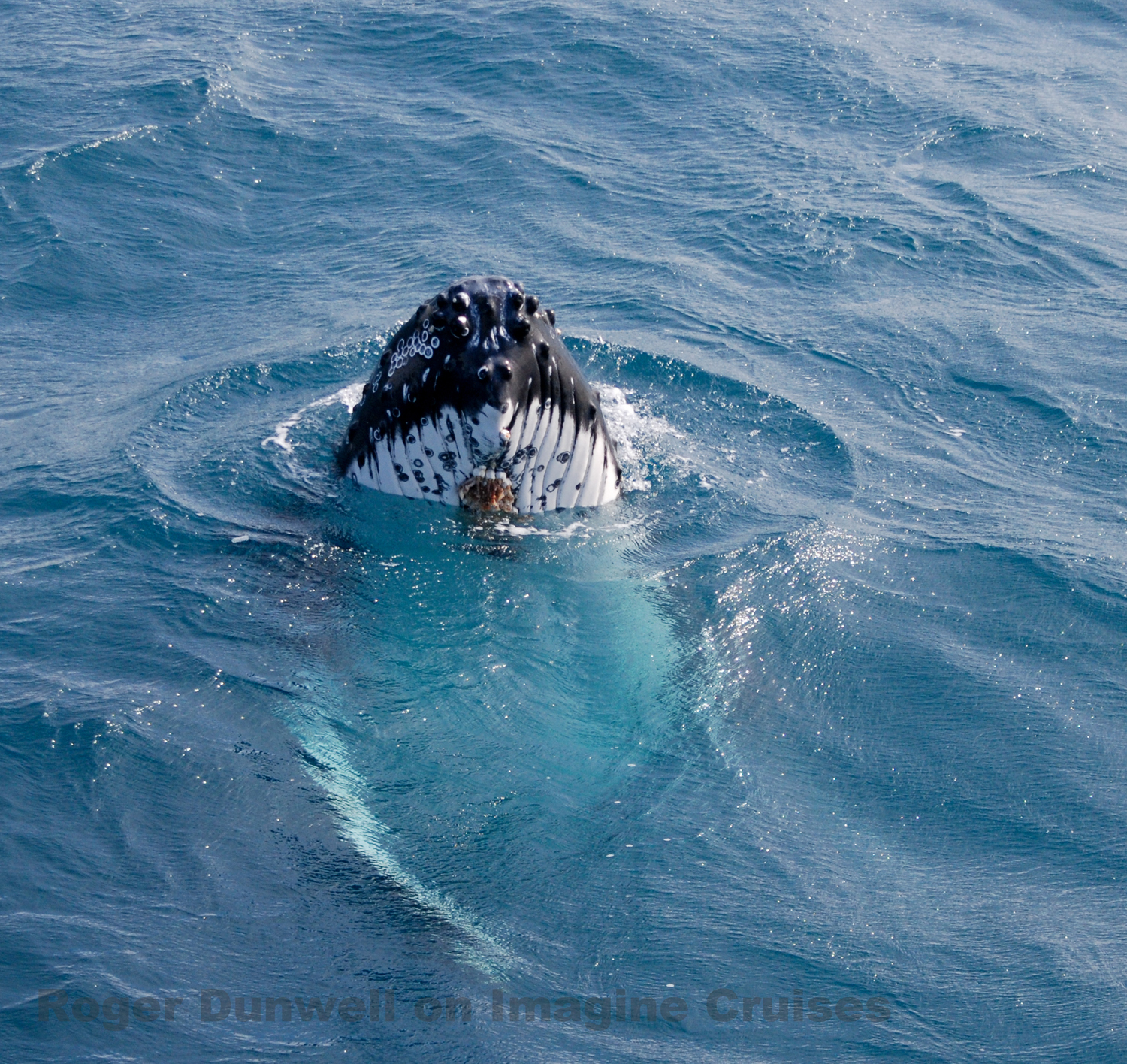 90 minute Whale Watch Express