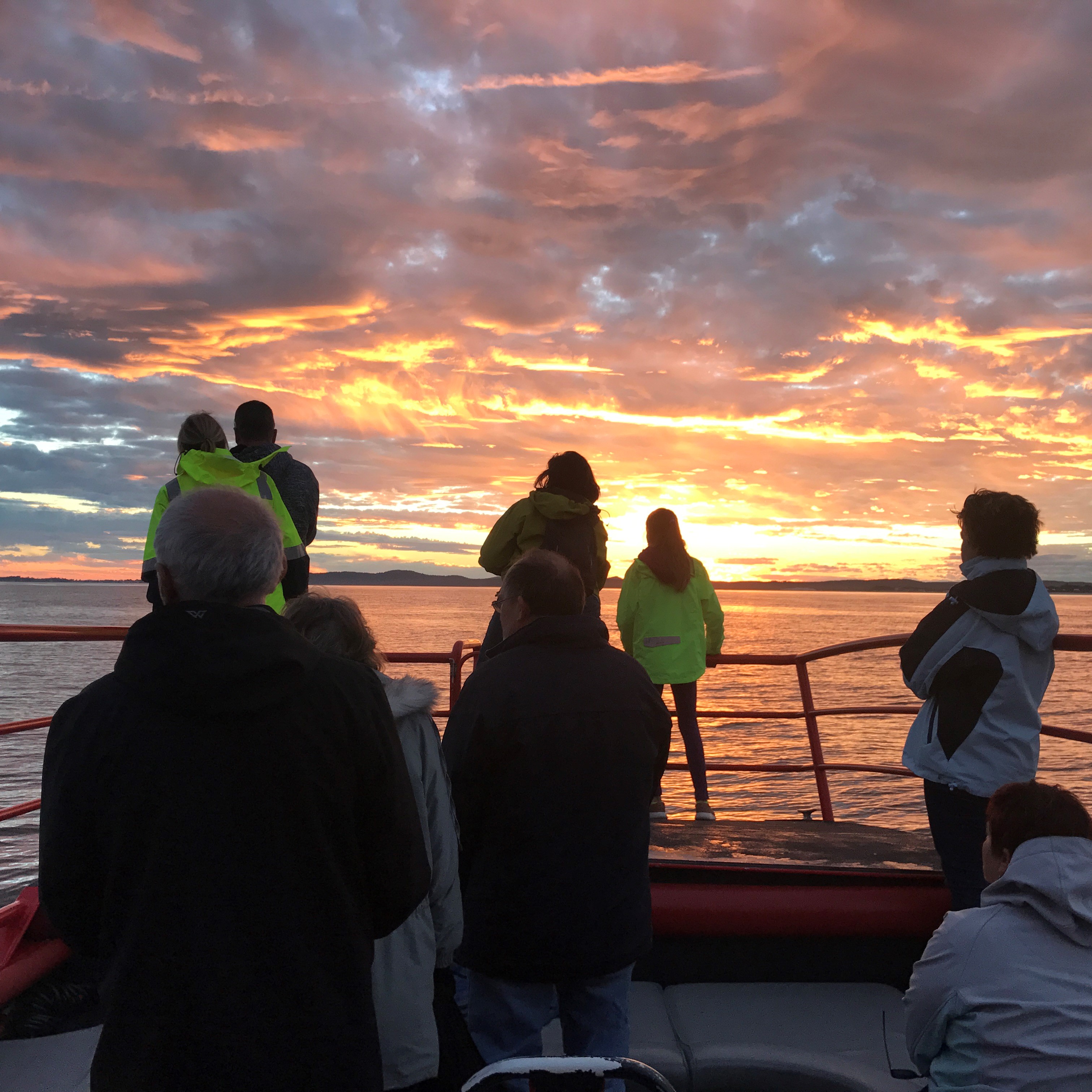 90 minute Whale Watch Express