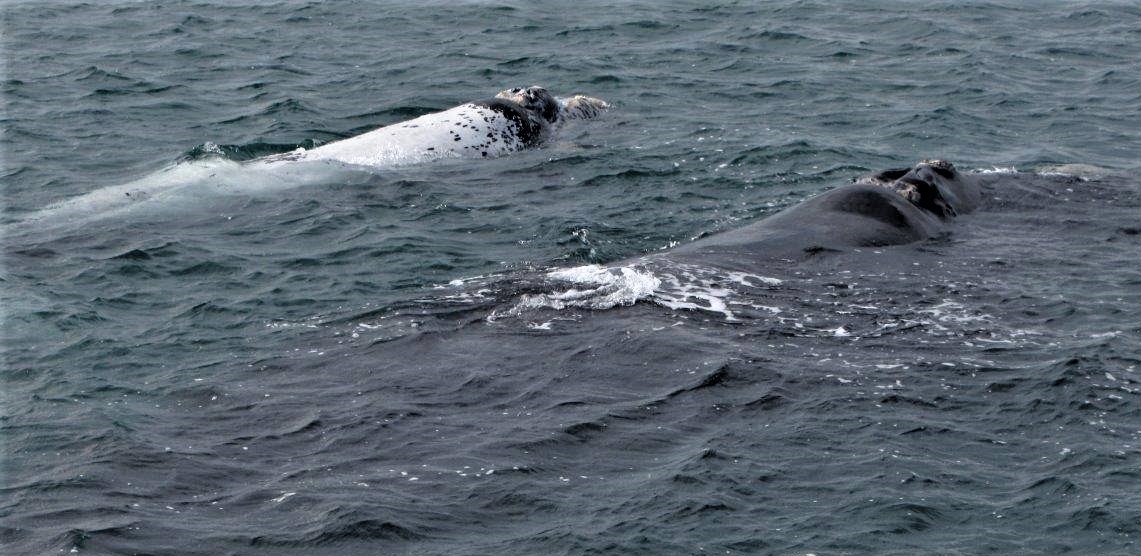 Whale Watching