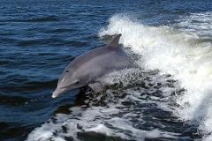 Eco-Dolphin Watching