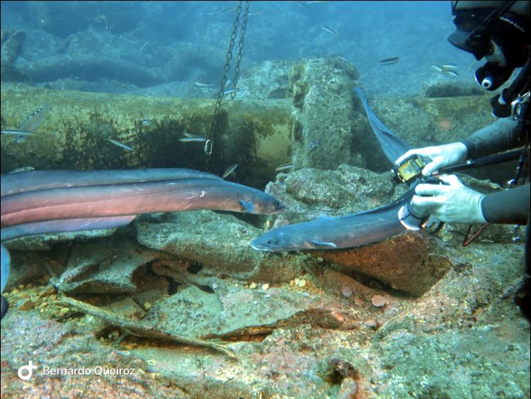 River gurara proa - wreck dive