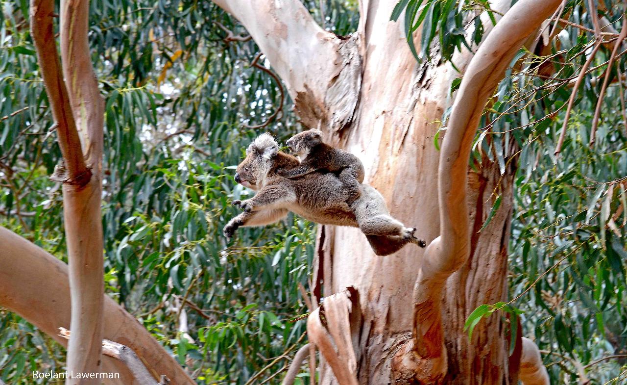 Guided Koala Walk and bush fire ecology tour