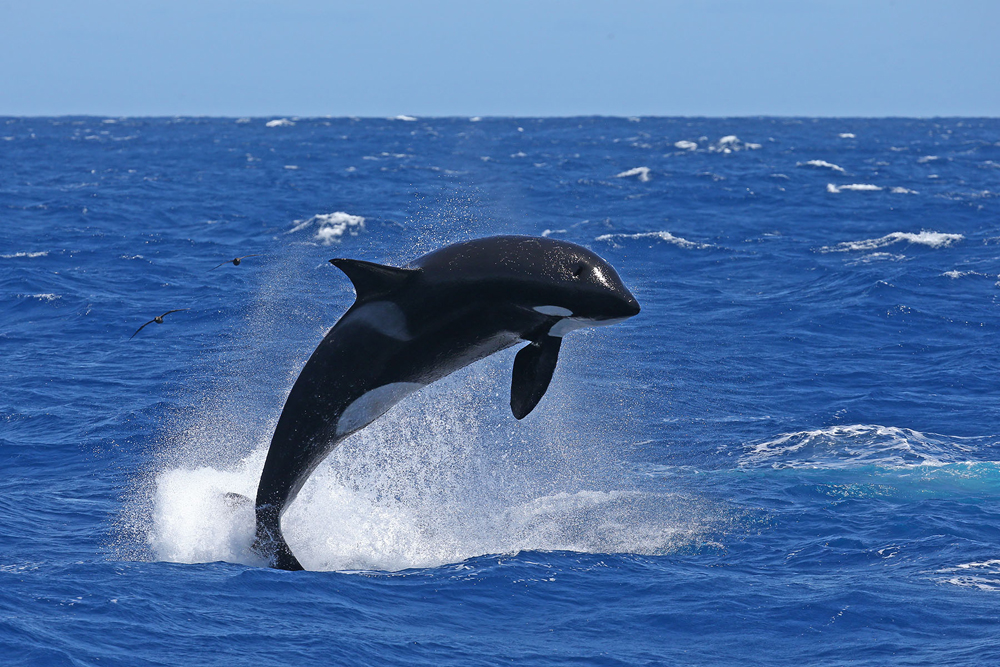 South West Odyssey Killer Whale Expedition