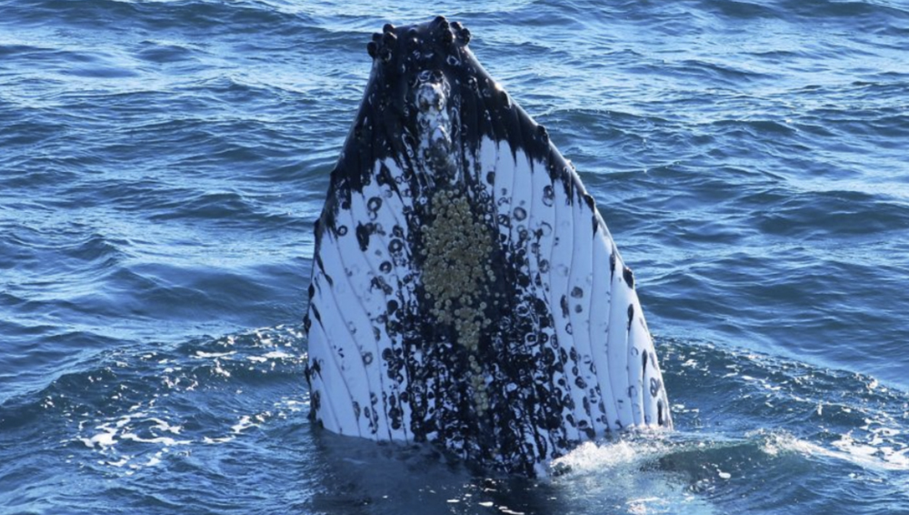 SOUTH WEST ODYSSEY WHALE WATCHING EXPERIENCE