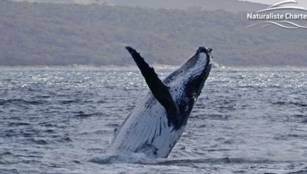 SOUTH WEST ODYSSEY WHALE WATCHING EXPERIENCE