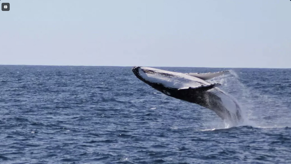 SOUTH WEST ODYSSEY WHALE WATCHING EXPERIENCE