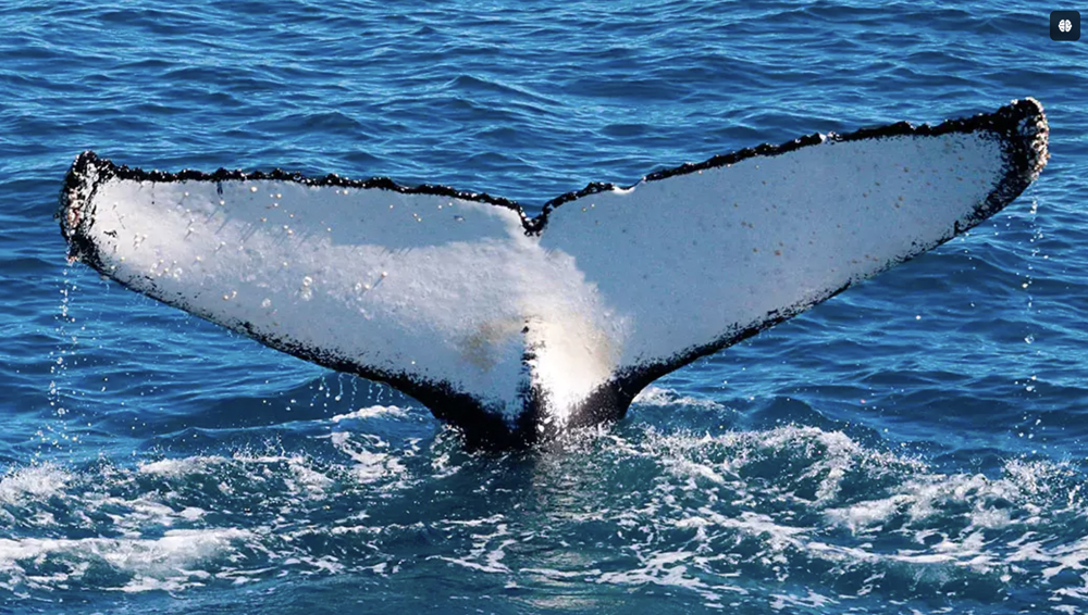 SOUTH WEST ODYSSEY WHALE WATCHING EXPERIENCE