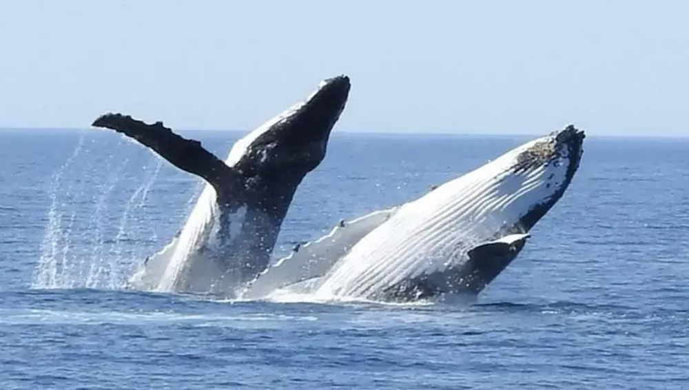 SOUTH WEST ODYSSEY WHALE WATCHING EXPERIENCE