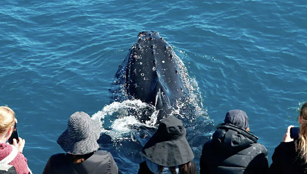 SOUTH WEST ODYSSEY WHALE WATCHING EXPERIENCE
