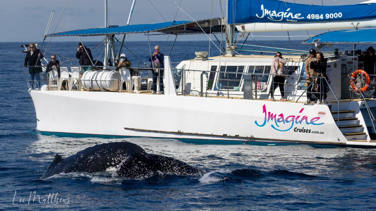 3 Hour Whale Watch Cruise - Gift Voucher
