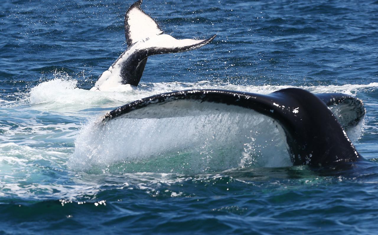 Peter Lorimer's Focus: Whale Tutorial - Imagine Cruises Reservations