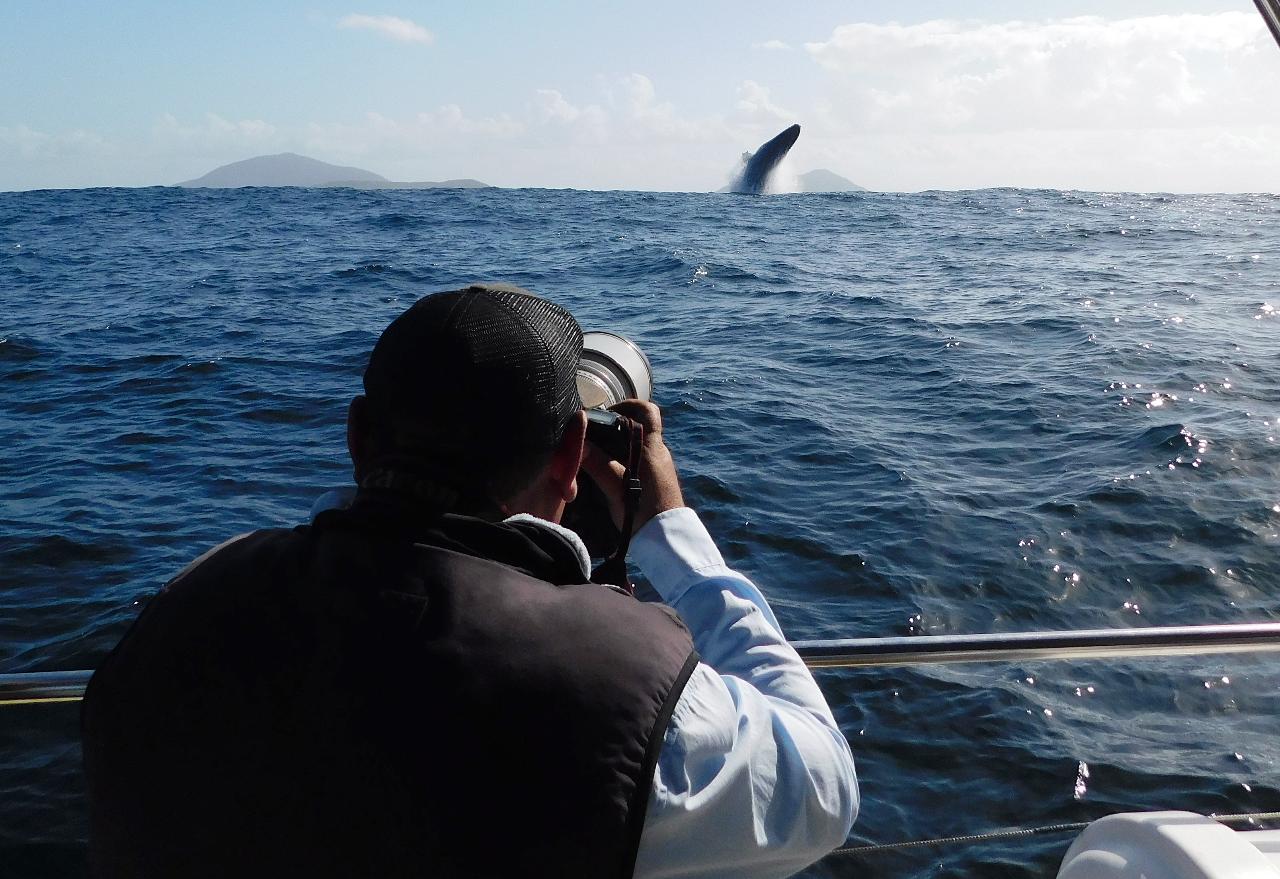 Peter Lorimer's Focus: Whale Tutorial 