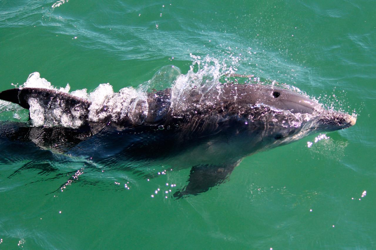 Dolphin Watch + Sailing Cruise - Gift Voucher