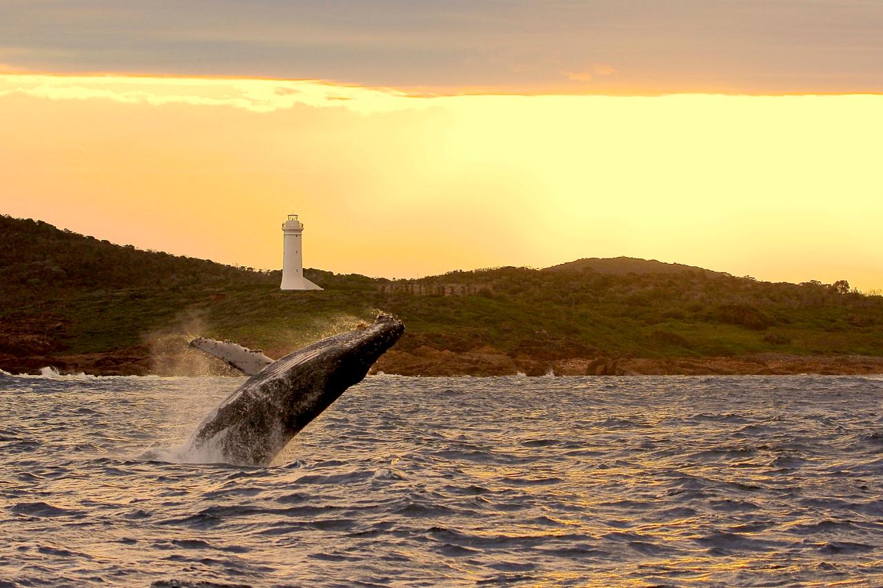  3 Hour Whale Watch Cruise - Gift Voucher