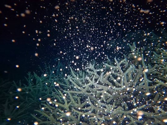 Coral Spawning Night Dive - Magnetic Island