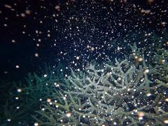 4 Days 4 Nights Coral Spawning  Liveaboard Trip 