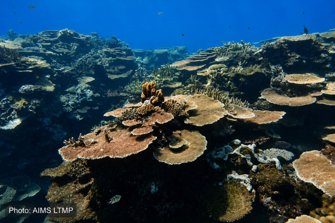 Great Barrier Reef - Special Expedition Series Helix Reef - PART 1