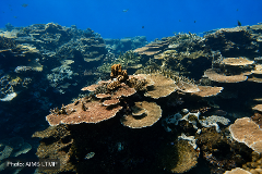 Great Barrier Reef - Special Expedition Series Helix Reef 