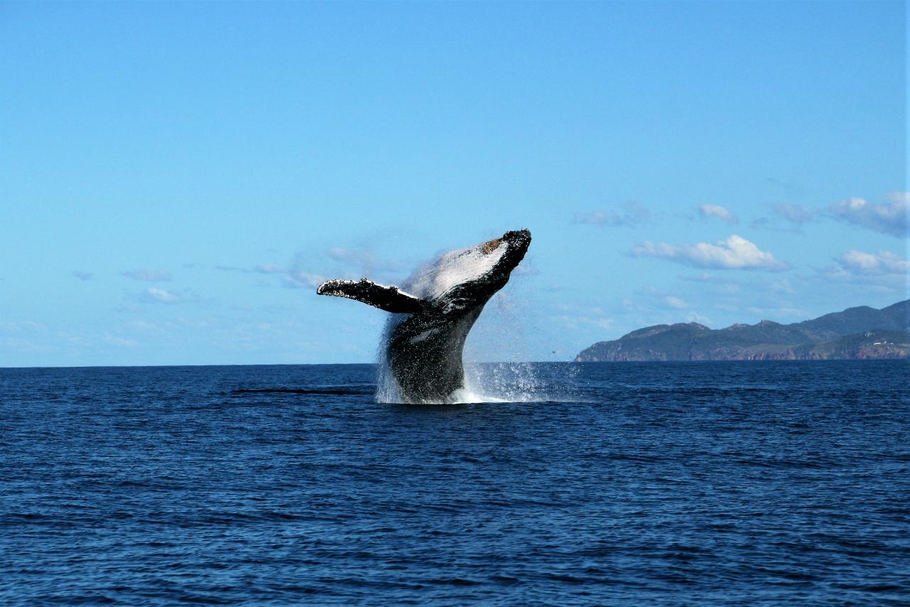 Whale Watching and Wildlife Cruise