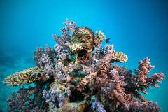 Great Barrier Reef and MOUA Day Trip - Certified Diver (From Townsville and Magnetic Island)