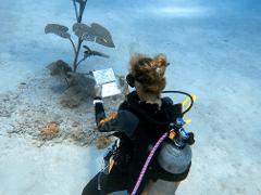 NAFA 2026: Discover Dive Draw at MOUA – Certified Diver Experience