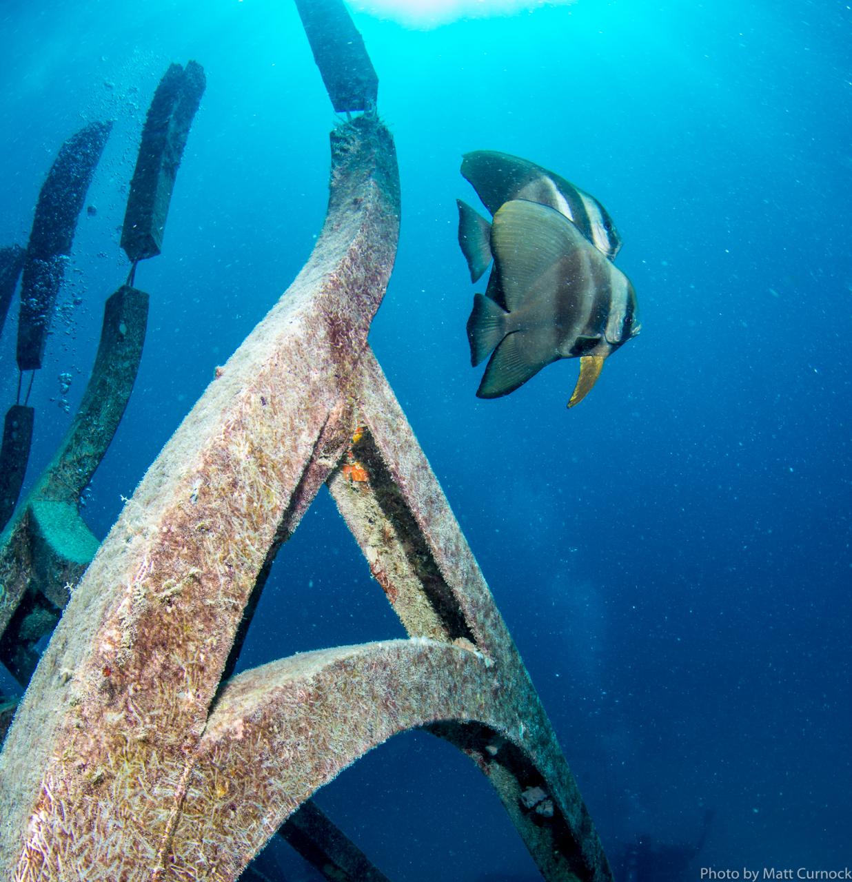 Adrenalin - Great Barrier Reef and MOUA Day Trip - Snorkeling (Departs Townsville and Magnetic Island)