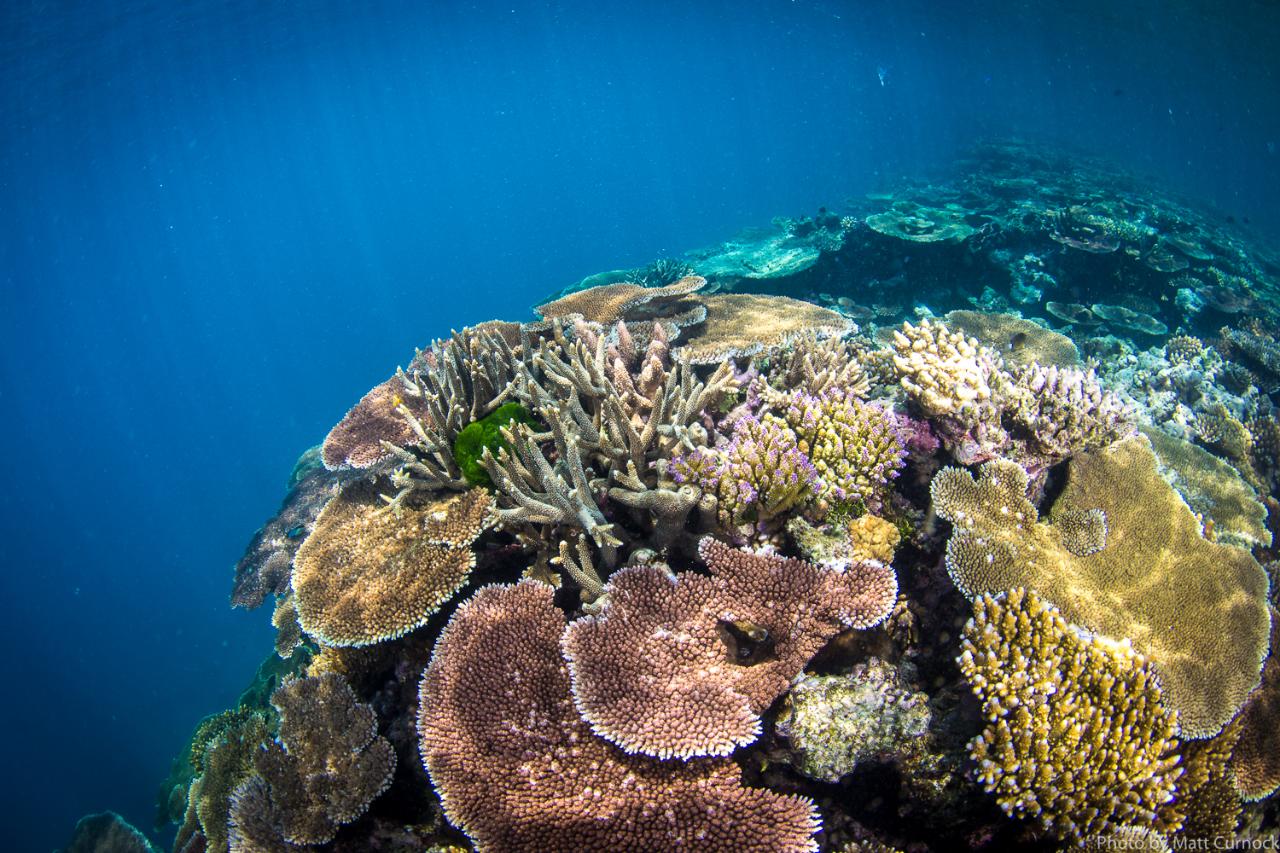 Adrenalin - Great Barrier Reef And Moua Day Trip - Certified Diver 