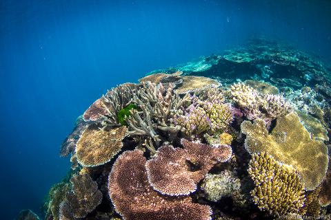 Adrenalin - Great Barrier Reef and MOUA Day Trip - Certified Diver ...