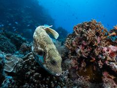 Great Barrier Reef Day Trip - Certified Diver (From Townsville and Magnetic Island)