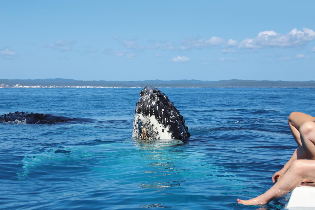 SAIL WITH WHALES