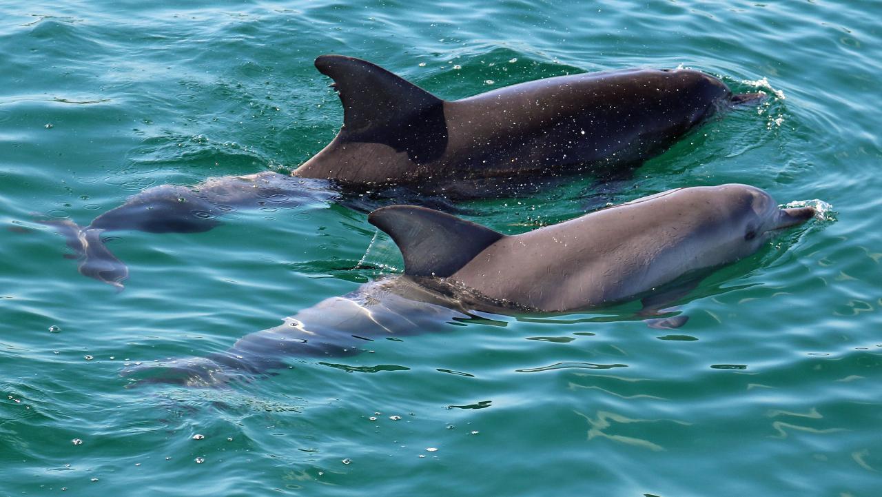 Early Bird Dolphin Tour