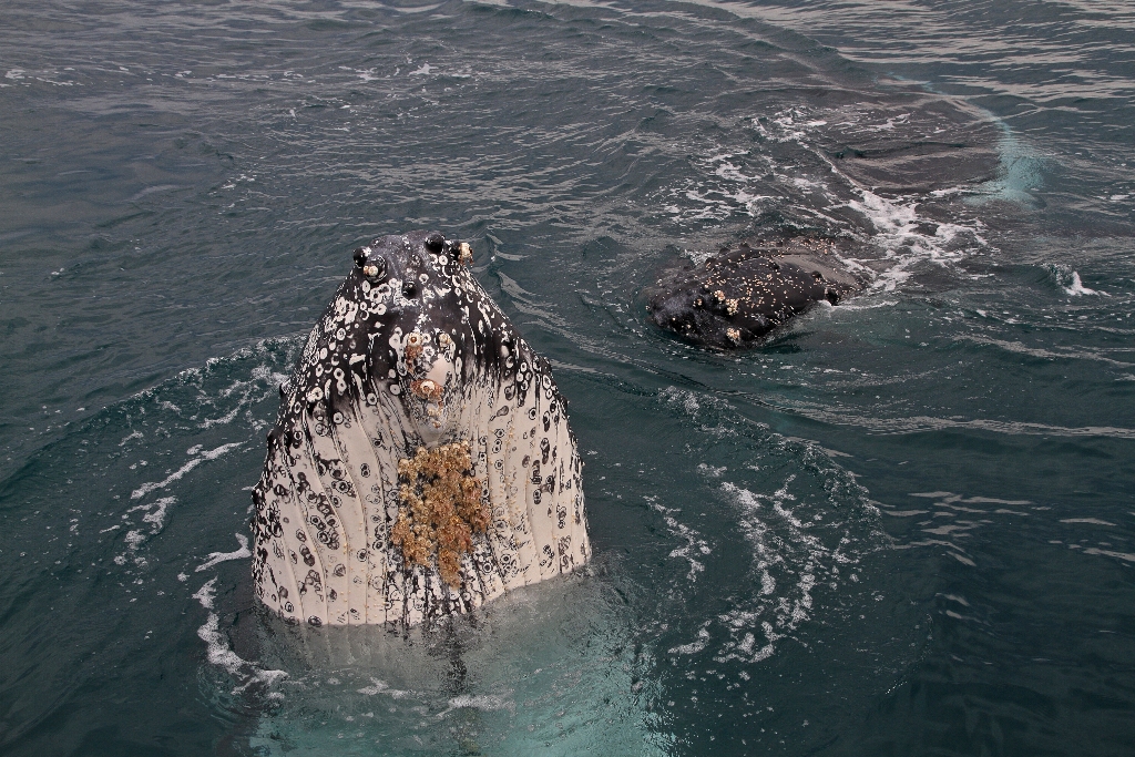 Whale Eco Tour