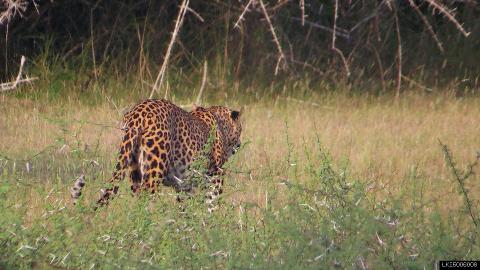 Wilpattu National Park Private Safari (10 Hours)