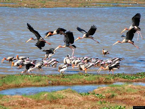 Kumana National Park Private Safari (3 Hours)