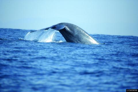 Whale Watching Tour in Mirissa