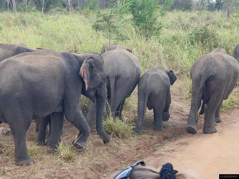 Hurulu Eco Park Safari from Polonnaruwa