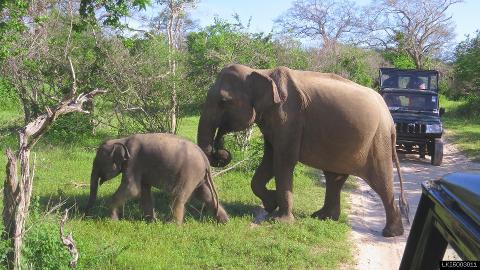 Yala National Park Safari From Hambanthota Port