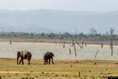 Udawalawe National Park Safari  From Tangalle