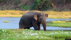 Wasgamuwa National Park Safari From Kandy