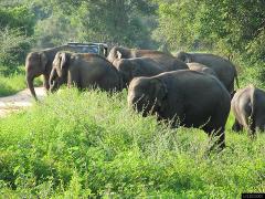 Wasgamuwa National Park Safari From Polonnaruwa